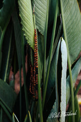 Shungite + Amber Adult Necklace: Radiation Blocker